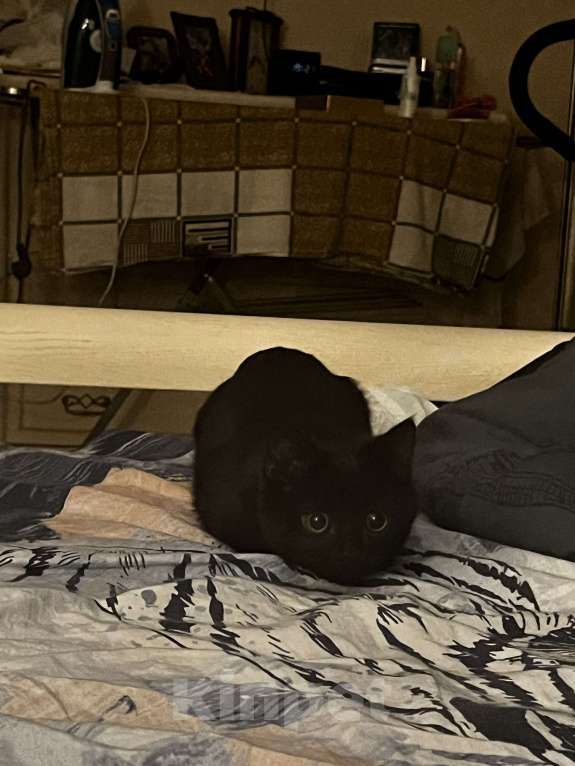 Кошки в Энгельс: отдам котика в добрые руки бесплатно Мальчик, Бесплатно - фото 1