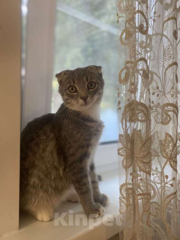 Кошки в Нижнем Новгороде: Отдадим котят в добрые руки Девочка, Бесплатно - фото 3