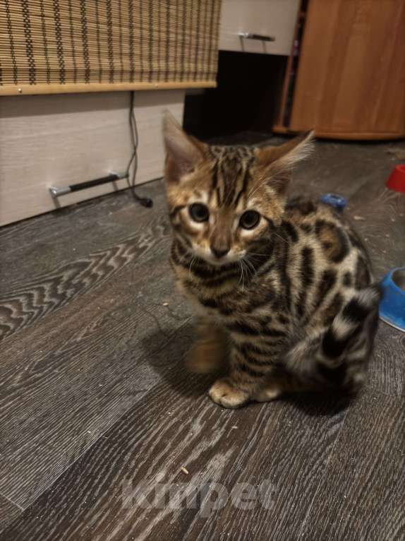 Кошки в Подольске: мальчик 5 месяцев ласковый приучен к лотку Мальчик, 20 000 руб. - фото 4