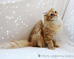 Кошки в Москве: Котик Американский Керл, 45 000 руб. - фото 3