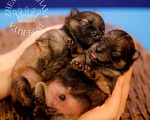 Собаки в Чапаевске: Милые шпицы малыши, 1 руб. - фото 3