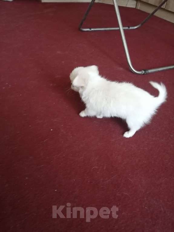 Собаки в Москве: Девочка крем длинношерстная  Девочка, 40 руб. - фото 5