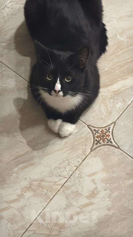 Кошки в Санкт-Петербурге: Потерялся кот, в СПБ на обуховской обороне 110к1 Мальчик, 10 000 руб. - фото 3