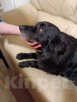 Собаки в Санкт-Петербурге: Отдам собачку бесплатно. Девочка, Бесплатно - фото 7