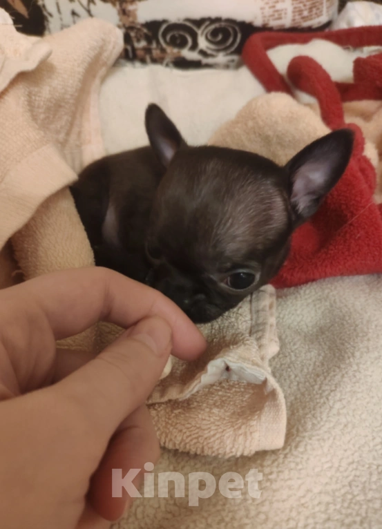 Собаки в Клине: Крошка на ладошку Девочка, 100 000 руб. - фото 1