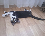 Кошки в Сочи: Бакс Мальчик, Бесплатно - фото 2