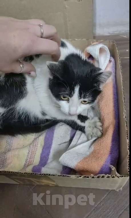 Кошки в Туле: Отдам в хорошие ручки Девочка, Бесплатно - фото 1