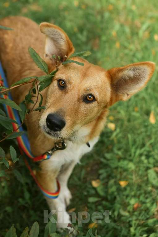 Собаки в Санкт-Петербурге: Ищем дом замечательным и неповторимым ушам Девочка, Бесплатно - фото 8