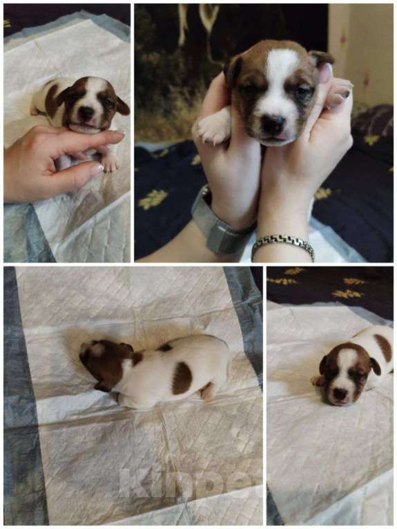 Собаки в Архангельске: Щенки джек-рассел-терьер Мальчик, 15 000 руб. - фото 5