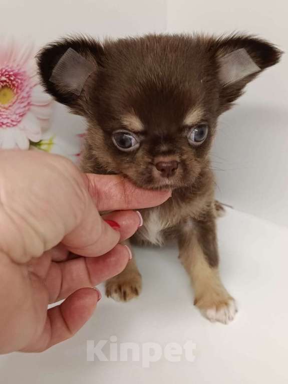 Собаки в других городах Московской области: Ленечка Мальчик, 40 000 руб. - фото 1