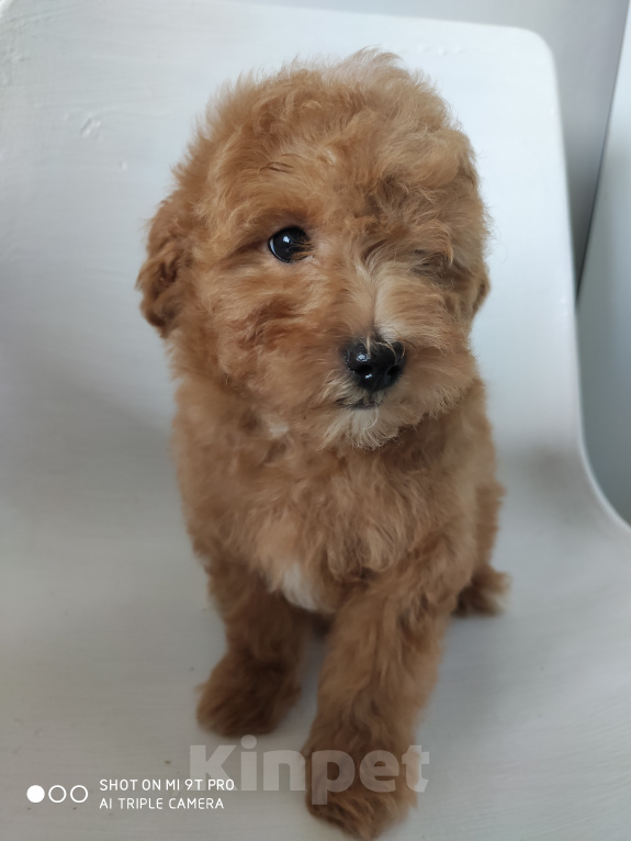 Собаки в Сергиеве Посаде: Мальтипу f1 Мальчик, 55 000 руб. - фото 4