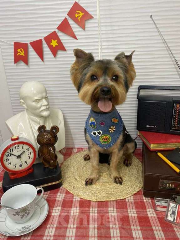 Собаки в Уфе: Щенок йоркширского терьера Разнополые, 25 000 руб. - фото 9