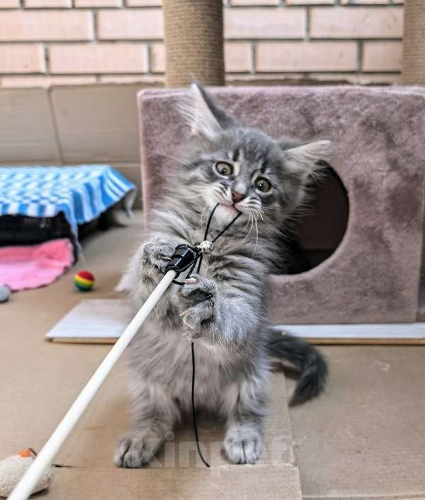 Кошки в Москве: Котёнок Дымок ищет семью! Мальчик, Бесплатно - фото 1