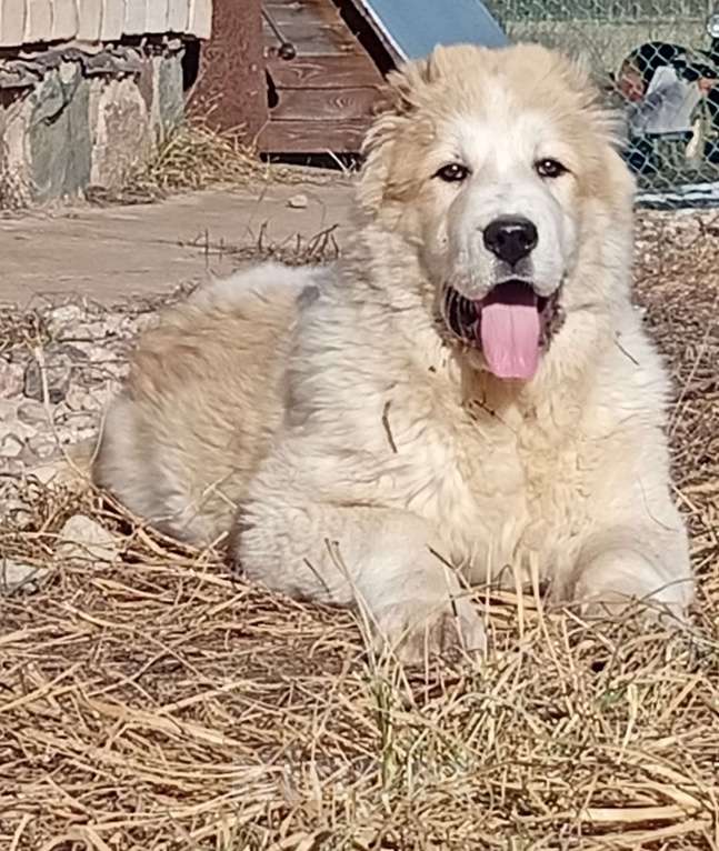 Собаки в Печоре: Девочка САО Девочка, 50 000 руб. - фото 4