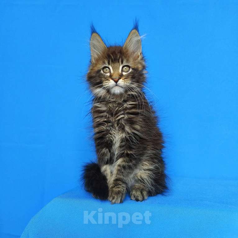 Кошки в Москве: Котёнок Мейн-кун от Чемпионов Мальчик, 60 000 руб. - фото 6