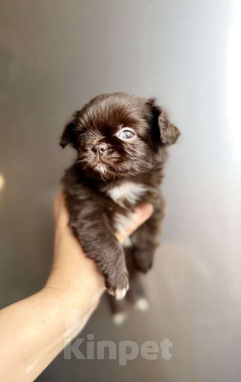 Собаки в Ростове-на-Дону: Чихуахуа ден Девочка, 50 000 руб. - фото 7