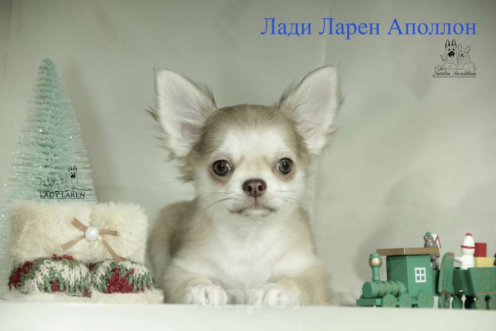 Собаки в Москве: Щенки чихуахуа Мальчик, Бесплатно - фото 3