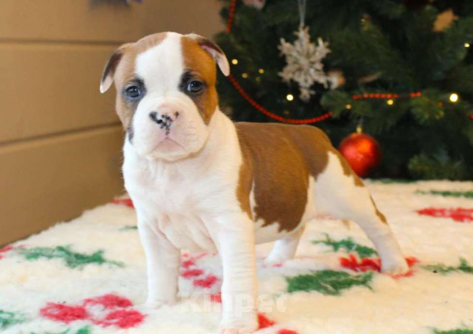 Собаки в других городах Московской области: Девочка амстаффа Девочка, 60 000 руб. - фото 5