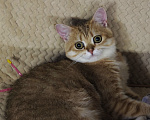 Кошки в Красноярске: Британская золота шиншилла КОТЁНОК Мальчик, Бесплатно - фото 4