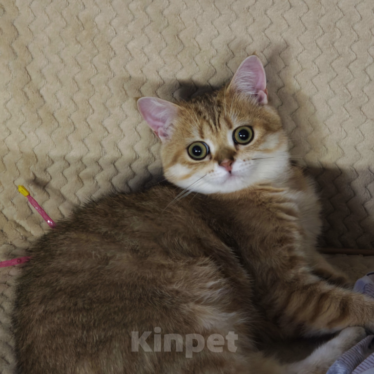 Кошки в Красноярске: Британская золота шиншилла КОТЁНОК Мальчик, Бесплатно - фото 4
