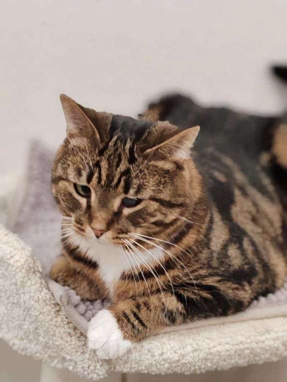 Кошки в Москве: Василиса: уютная булочка с мраморной шубкой ищет семью Девочка, Бесплатно - фото 3