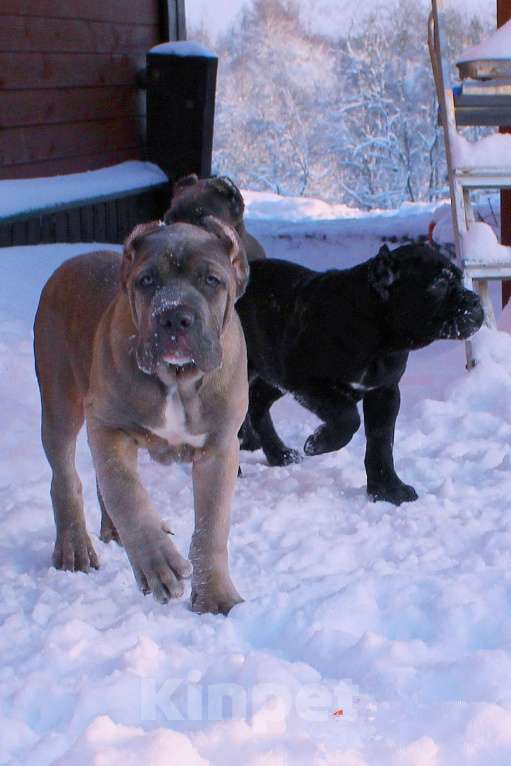 Собаки в других городах Ярославской области: Щенки кане корсо Мальчик, 60 000 руб. - фото 4