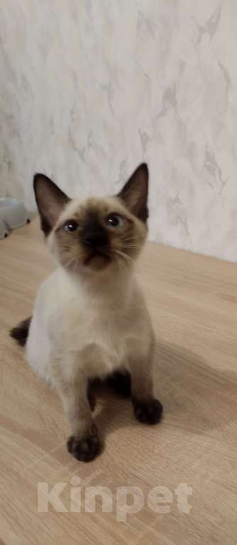 Кошки в других городах Московской области: Мальчик  Мальчик, 10 000 руб. - фото 2