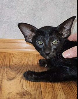 Ориентальные котята 