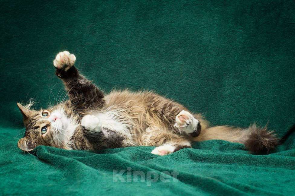 Кошки в Москве: Глория - это про нежность Девочка, Бесплатно - фото 2