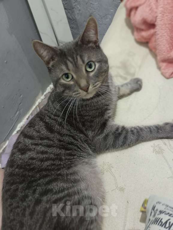 Кошки в Лысьве: Ищу новый дом с добрыми и хорошими хозяевыми, которые готовы принять моего кота. Мальчик, Бесплатно - фото 7