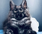 Кошки в Москве: Мейн-кун мальчик Veyron Ulan Mistwolf — крупный кот в модном окрасе «чёрный дым» Мальчик, 120 000 руб. - фото 9
