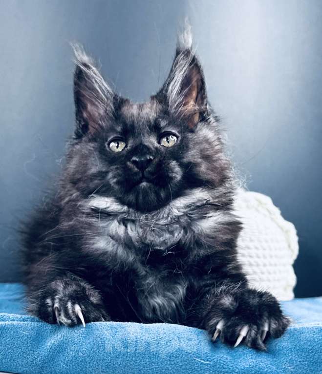 Кошки в Москве: Мейн-кун мальчик Veyron Ulan Mistwolf — крупный кот в модном окрасе «чёрный дым» Мальчик, 120 000 руб. - фото 9