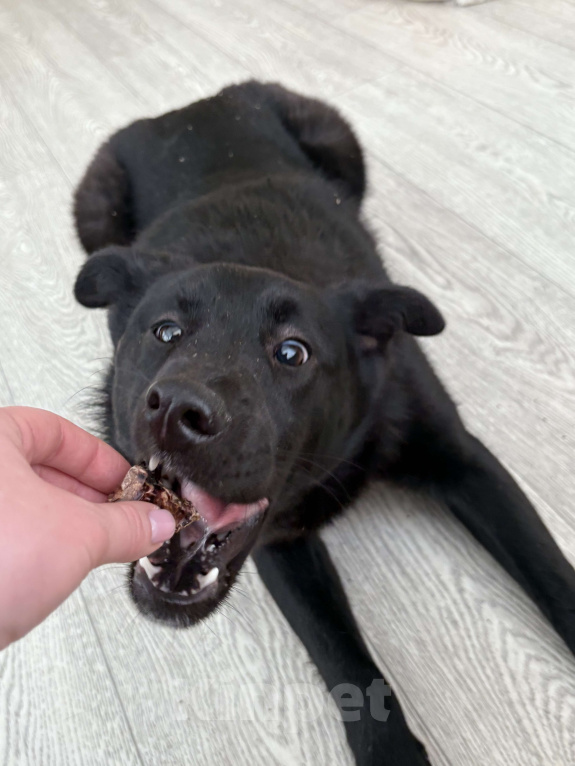 Собаки в Москве: Скромная прилежная Норла ищет семью Девочка, Бесплатно - фото 1