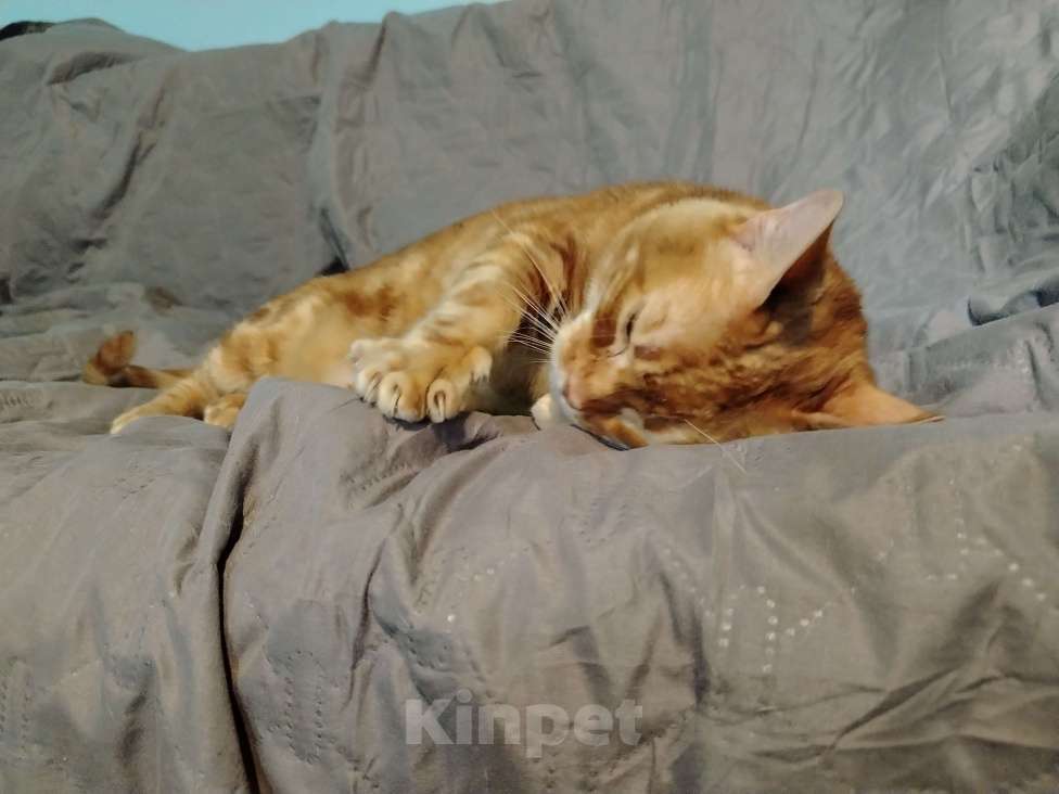 Кошки в Кудрово: Кошка Лёва Девочка, Бесплатно - фото 2