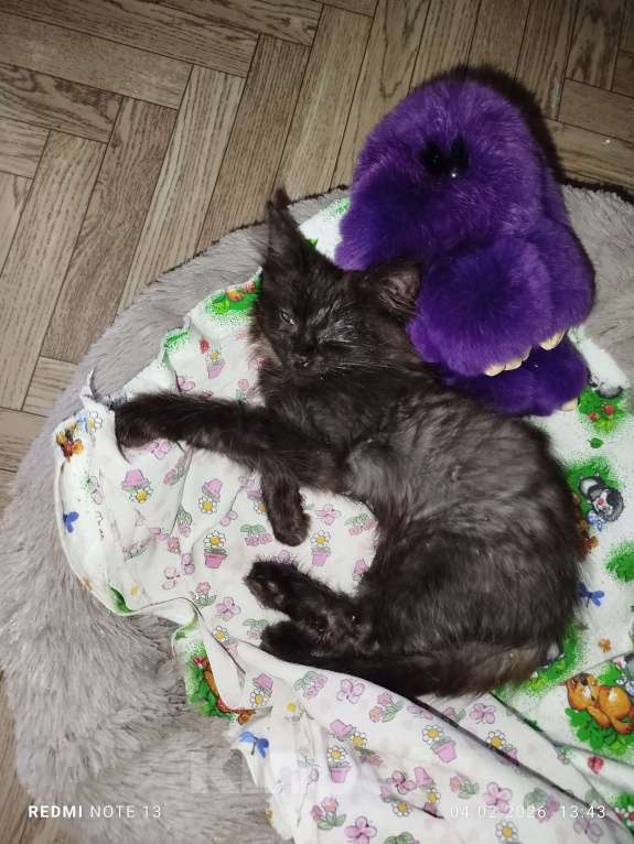 Кошки в Москве: Ищу свой дом и семью Мальчик, Бесплатно - фото 3