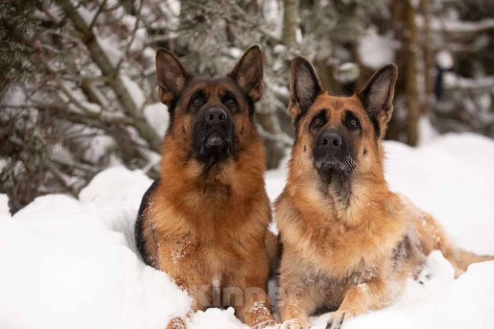 Собаки в других городах Московской области: Продажа шенка Девочка, 70 000 руб. - фото 2