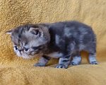 Кошки в Санкт-Петербурге: Экзотический котенок Мальчик, Бесплатно - фото 4