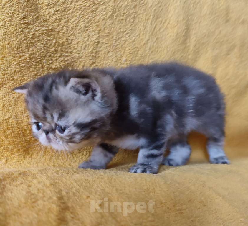 Кошки в Санкт-Петербурге: Экзотический котенок Мальчик, Бесплатно - фото 4