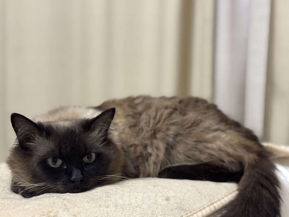 Кошки в Чебоксарах: Сиамская пушистая в добрые руки Девочка, Бесплатно - фото 6