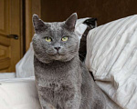 Кошки в Москве: Ласковый красавец голубого окраса Серый ищет дом Мальчик, 1 руб. - фото 7