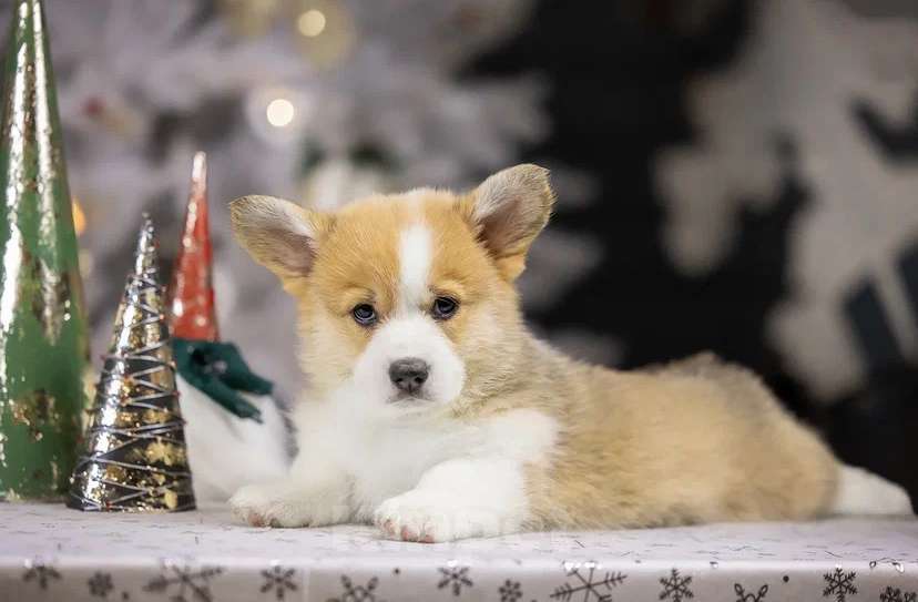 Собаки в Раменском: IZ IMPERII ADAMANT 🐶 Мальчик, 100 000 руб. - фото 3