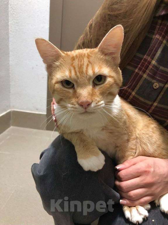 Кошки в Москве: Ласковый кот Федя в дар Мальчик, Бесплатно - фото 5