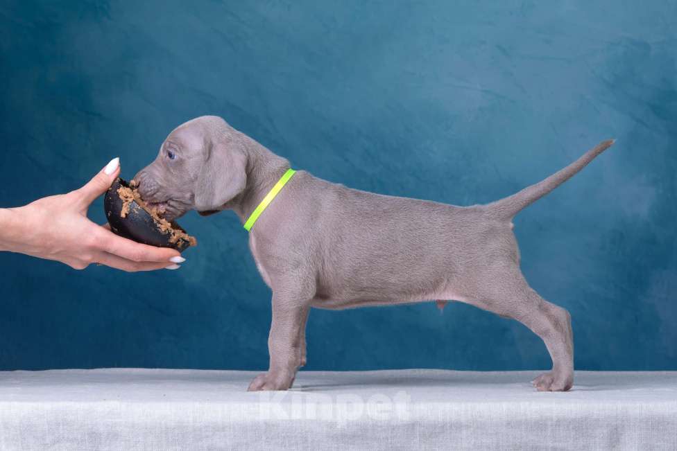 Собаки в Видном: Щенки Веймаранера  Мальчик, 100 000 руб. - фото 8