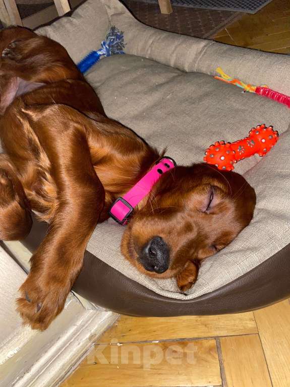 Собаки в Москве: Щенок ирландского сеттера Девочка, Бесплатно - фото 5