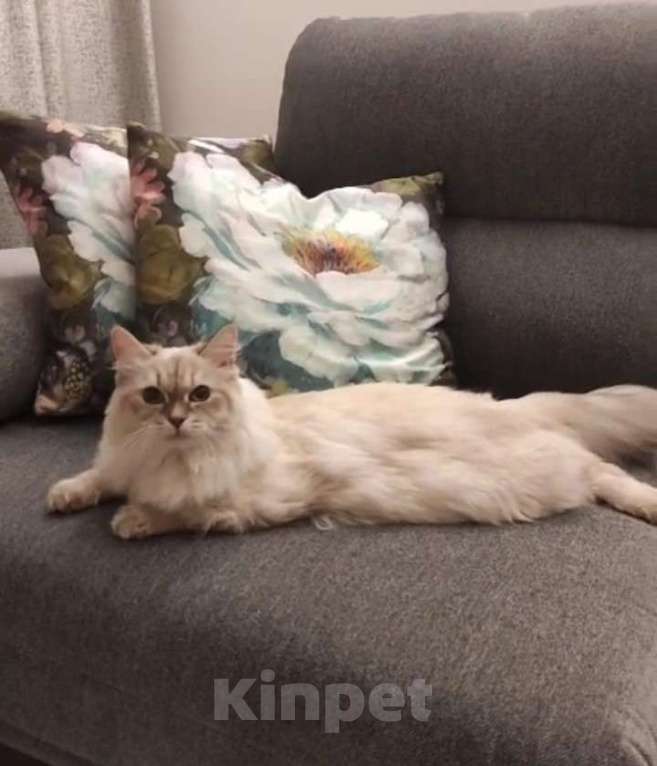 Кошки в Уфе: Продам кошку Девочка, 50 000 руб. - фото 2