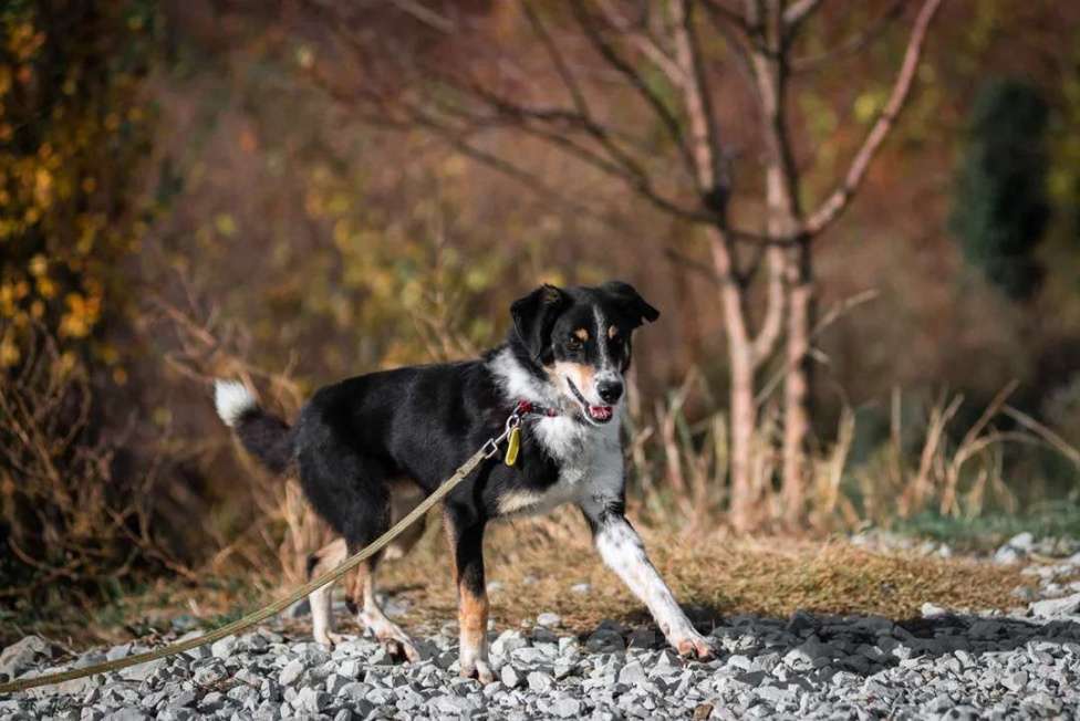 Собаки в других городах Краснодарского края: Метис зенненхунда в дар чипирован с доставкой Мальчик, Бесплатно - фото 4