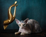 Кошки в Москве: Купить котенка Девон - рекс. ЧУдесная девочка  черепашка для вас. Девочка, Бесплатно - фото 1