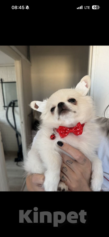 Собаки в Санкт-Петербурге: Щенок Чихуахуа Мальчик, 48 000 руб. - фото 2