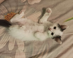 Кошки в Ижевске: Котенок Карамелька и её сестренки Девочка, Бесплатно - фото 5