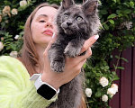 Кошки в Краснодаре: Котенок мейн кун голубой дым Мальчик, 60 000 руб. - фото 5